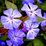 labotiga-floresbach-cerato-ceratostigma