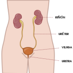 sistema_urinario